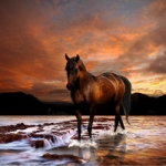 sunset_stallion_by_renesmee132-d5u5mhl.jpg
