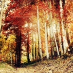 autumn____by_nairafee-d5dwrde.jpg