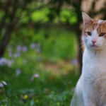 in_his_garden____now_heaven_by_arayashikinoshaka-d5qxw1f.jpg