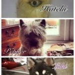 pepper és loki a legaranyosabb♥.jpg