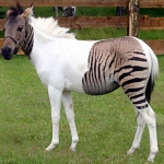 zebra-l.jpg