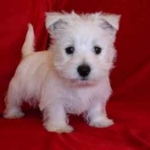 westie.jpg