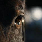 Ló szem.jpg
