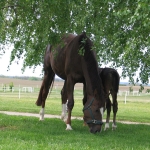 horses02b.jpg