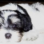 cuki