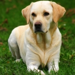 labrador-retriever-04.jpg