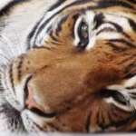 tigris.jpg