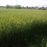 20130518064.jpg