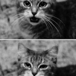 cat <3