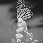 Egy pillangó szárny csapása ezer élet a világ másik oldalán