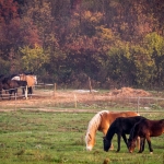 DSC_0647.jpg