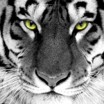 Tiger-Wallpaper-tigers-16120028-1024-768.jpg