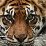 Sumatran-Tiger-Hero.jpg