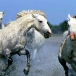Horse 2.jpg