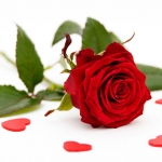 Beautiful-Red-Roses-roses-34610974-690-501.jpg
