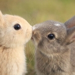 Rabbit Kiss_105.jpg