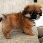 tibetspaniel016.jpg