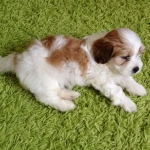 25234651_3_1000x700_bichon-havanese-kisfiu-elado-kutya.jpg