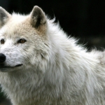 white-wolf-1808-1680x1050.jpg