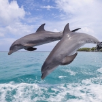 dolphins6.jpg