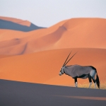 Oryx Antelope.jpg