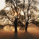 Tree.jpg