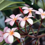 Frangipani Flowers.jpg