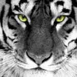 tiger queen