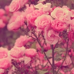 flowers-garden-pink-rose-Favim.com-716403.jpg