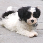 royal_flush_havanese_puppies_for_sale_nina_f2ac.jpg