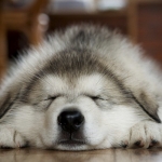 kutya-alszik.jpg