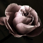 dark rose.jpg