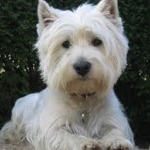 Westie