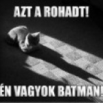 batman cica.jpg