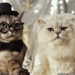 funny-cats-wedding-wallpaper.jpg