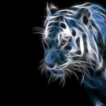 tiger1.jpg