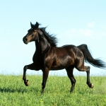 3294-distant-thunder---missouri-foxtrotter-hatterkep-eu.jpg