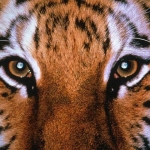 tigris_origi.jpg
