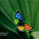 MSN Butterfly.jpg