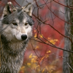 farkas_wolf13.jpg