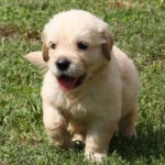 golden_retriever.jpg