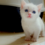 cute.jpg