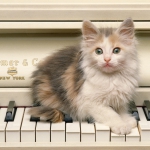 Zongorás cica