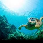 Turtle-Under-The-Ocean-Wallpaper.jpg