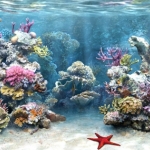 képek-tengeri-csillag-az-akvárium-nb18697.jpg