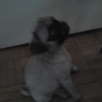 Alfy02.jpg