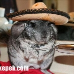 mexikoi-csincsilla.jpg