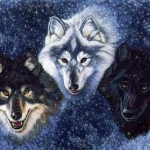 3 wolf.jpg