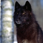 blood wolf.jpg