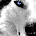 wallpaper-wolf-animal.jpg